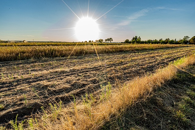 Feld, Sonne, Hitzewelle, Landschaft