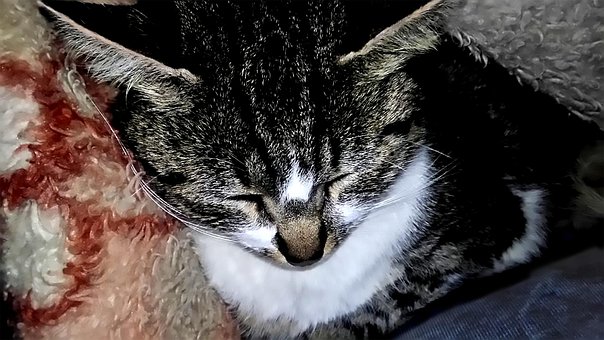 Gato, Animal, Felino, Gatinho