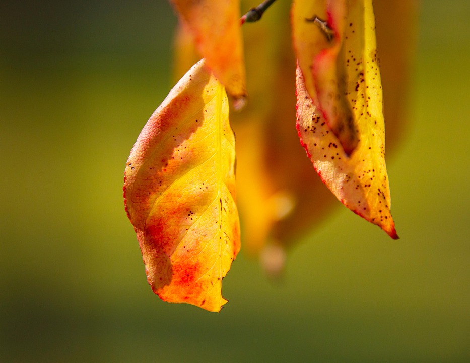 Höst Löv Lövverk - Gratis foto på Pixabay