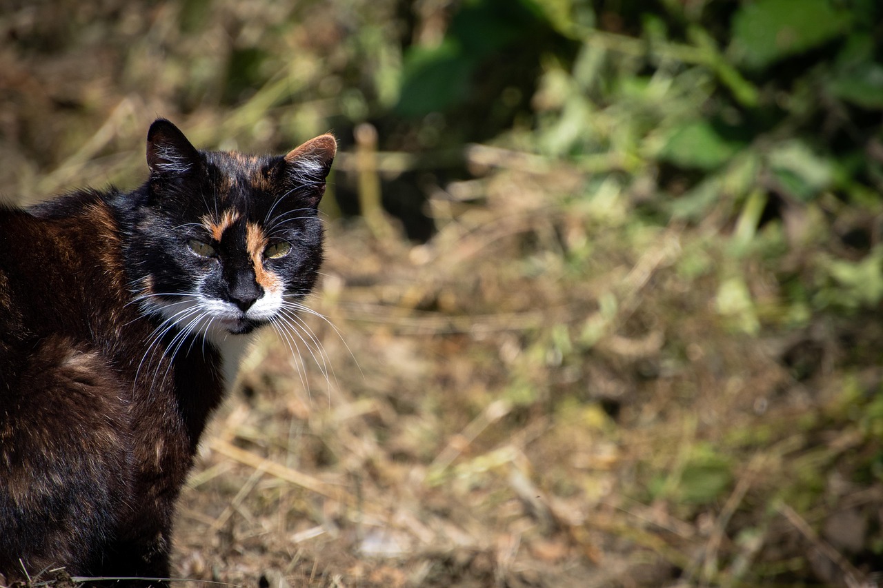 Cat - free online jigsaw puzzle photo