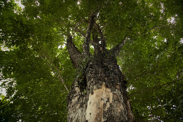 Free Big Tree Tall Tree photo and picture