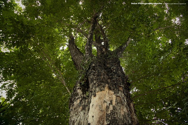 Free Big Tree Tree photo and picture