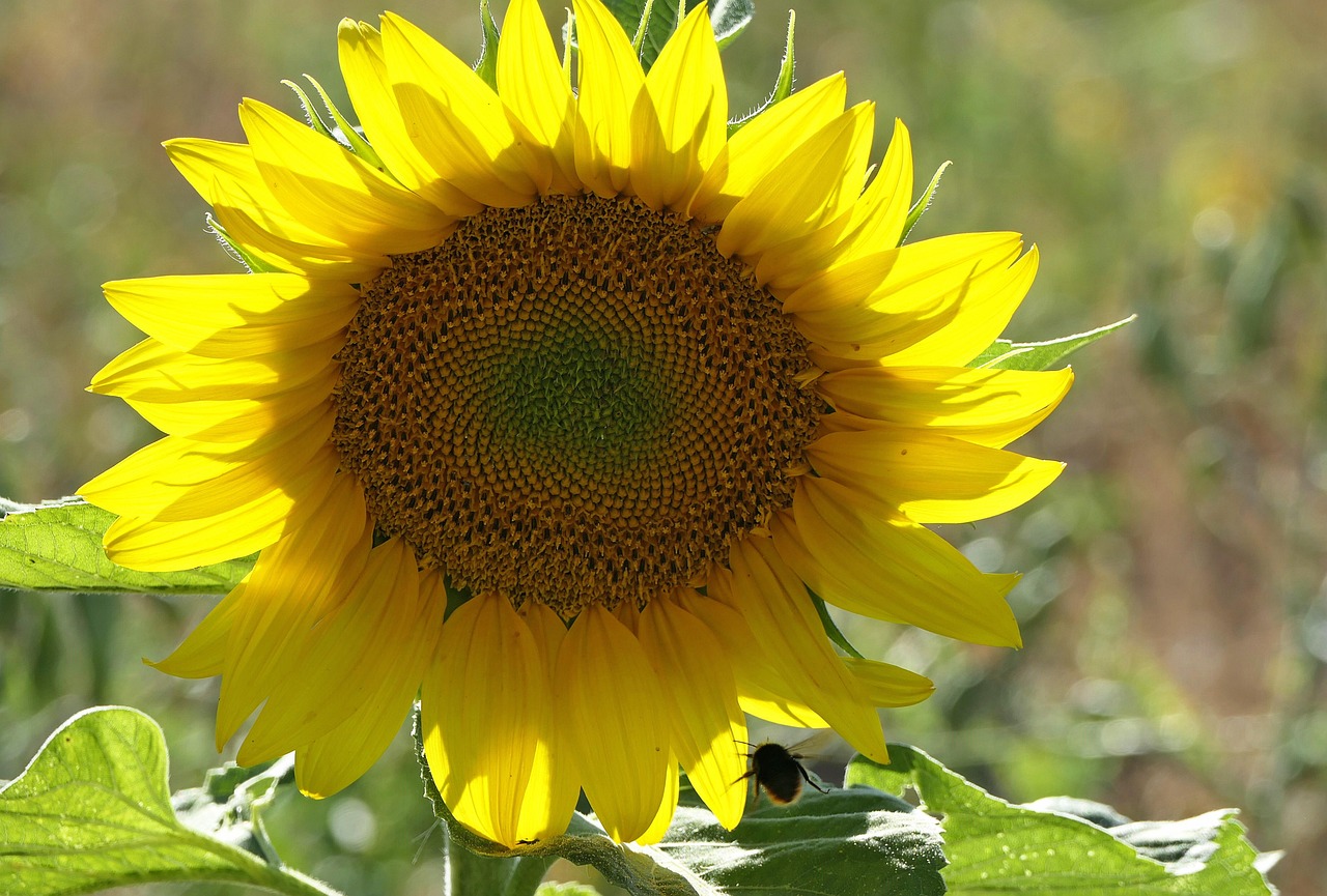 Flower Sunflower Field Free photo on Pixabay Pixabay