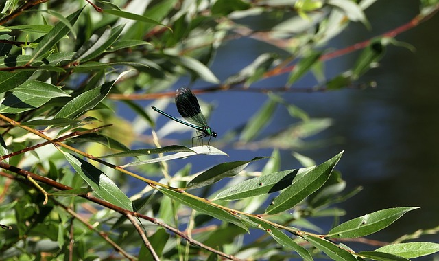 Free Dragon-Fly Water photo and picture