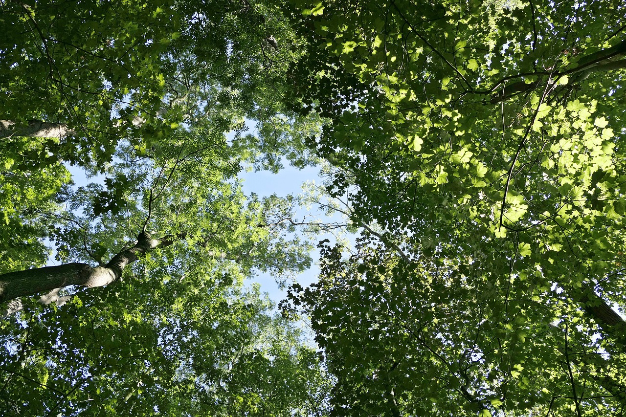 Free Forest Nature photo and picture