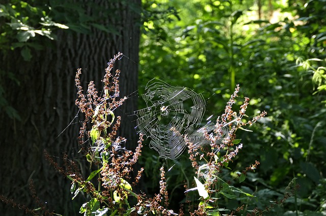 Free Spider Spider Web photo and picture