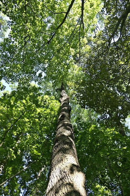 Free Tree Forest photo and picture