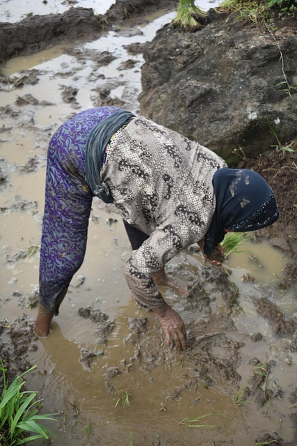 Plantando Arroz, Agricultor