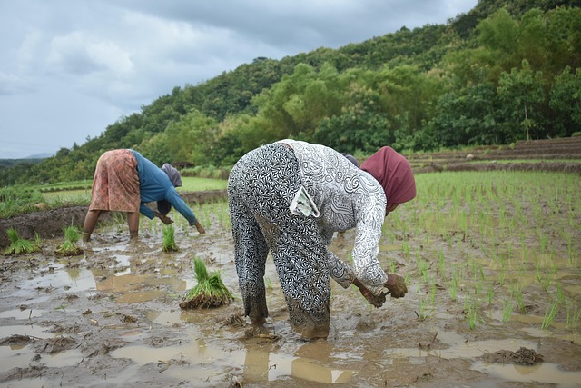 Plantando Arroz, Agricultor
