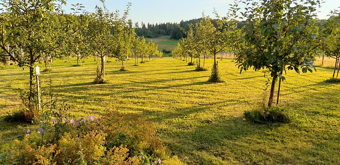 Free Garden Apple photo and picture