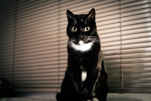 Free Cat Black photo and picture