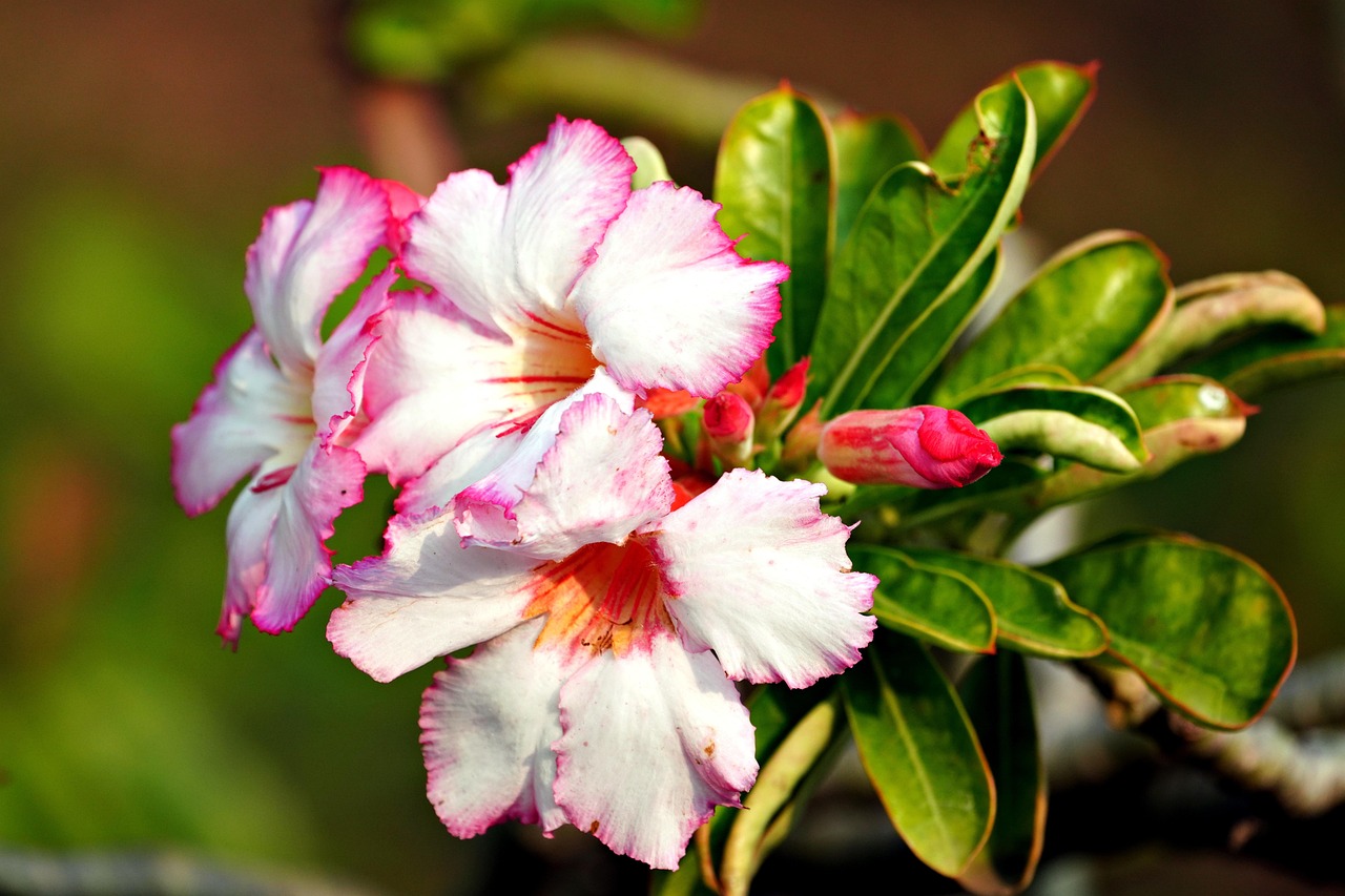 Adenium Flowers Plant Free photo on Pixabay
