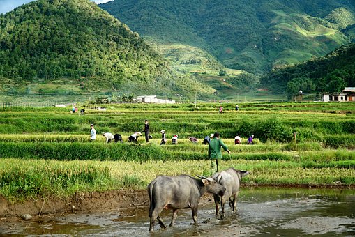 Landschaft, Vietnam, Reisen