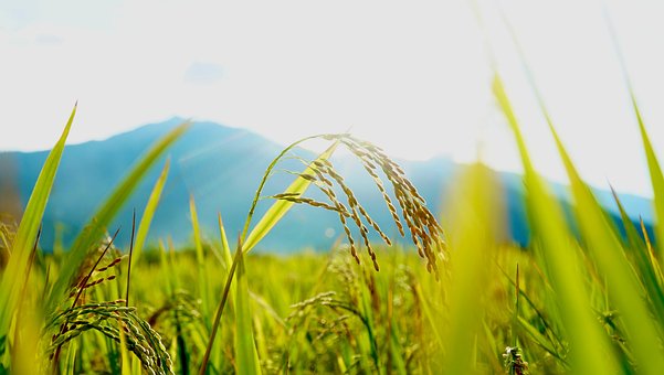 Landschaft, Vietnam, Reisen