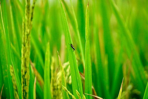 Reisfeld, Landwirtschaft, Vietnam, Natur