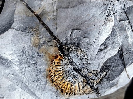 Free Fossil Petrified photo and picture