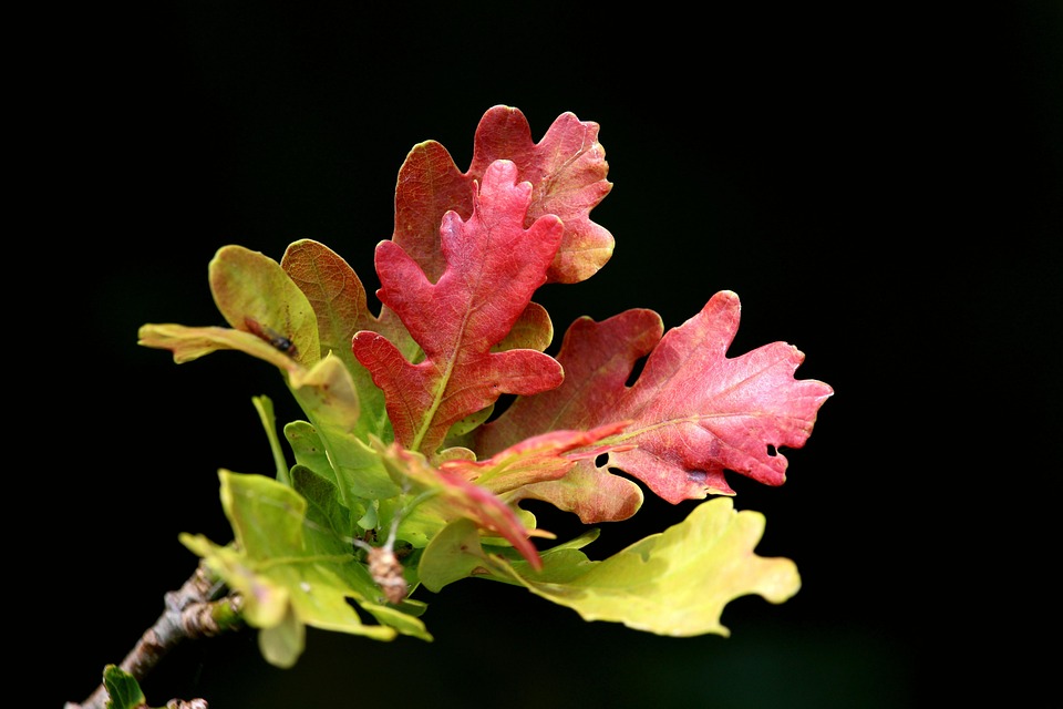 橡木 橡树叶 叶子 - Pixabay上的免费照片 - Pixabay