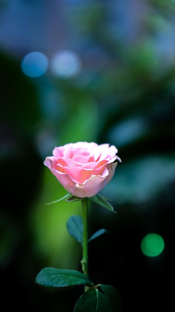 Free Flower Flower Background photo and picture