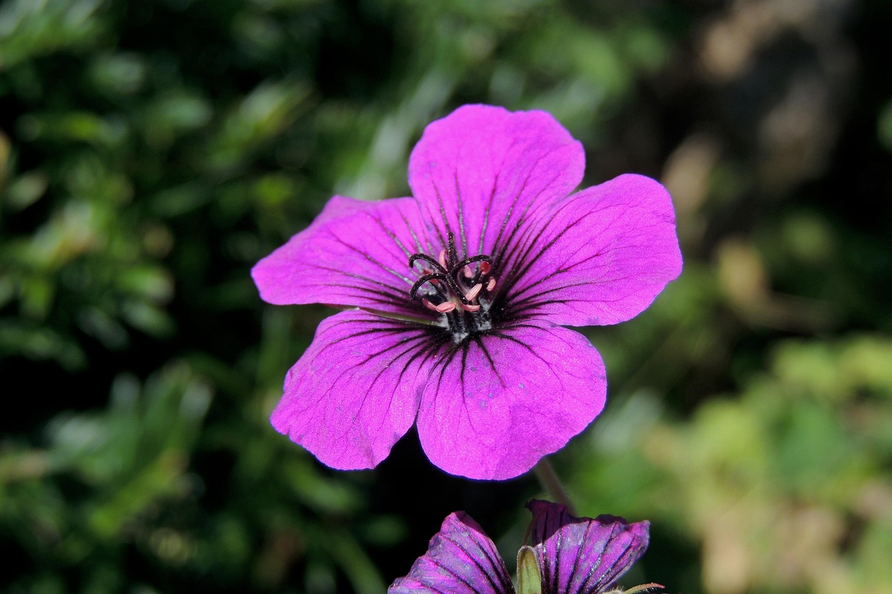 Flower Plants Bloom Free photo on Pixabay Pixabay