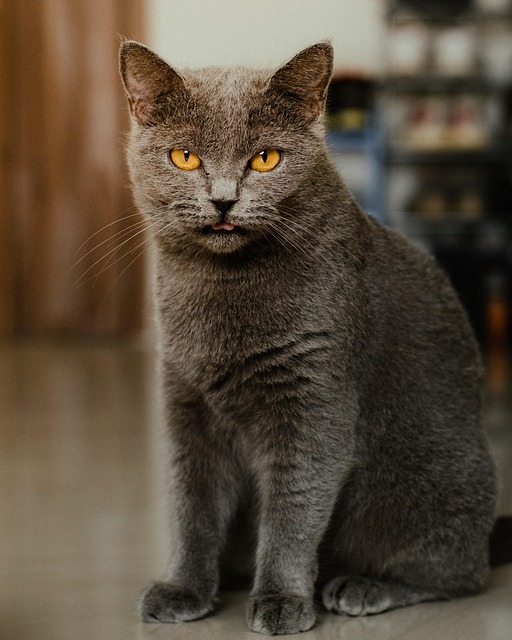 Gato, Bicho De Estimação, Animal