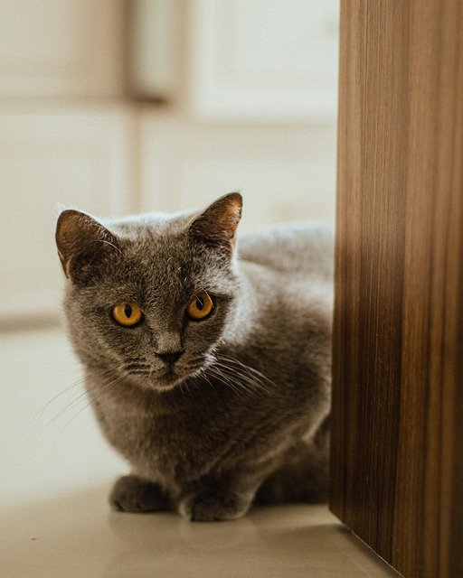 Gato, Bicho De Estimação, Animal