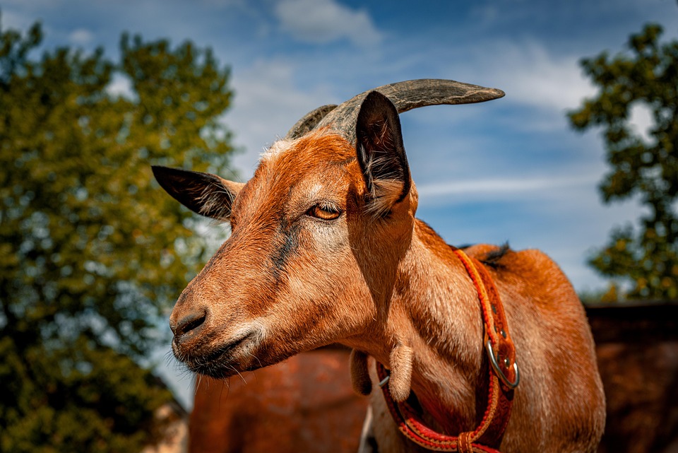 goat-7379914_960_720.jpg