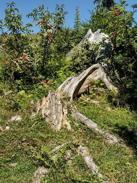 Free Nature Landscape photo and picture