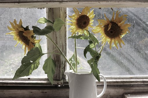 Free Sunflower Flower photo and picture