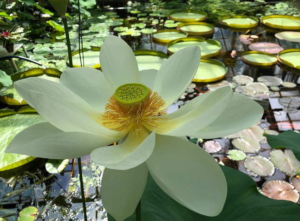 Naturaleza Flores Flor De Loto - Foto gratis en Pixabay