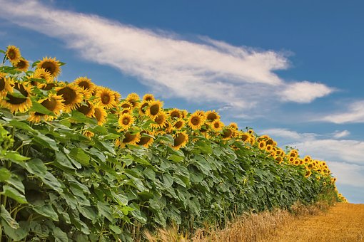 800以上の無料ひまわり畑 ひまわり画像 Pixabay