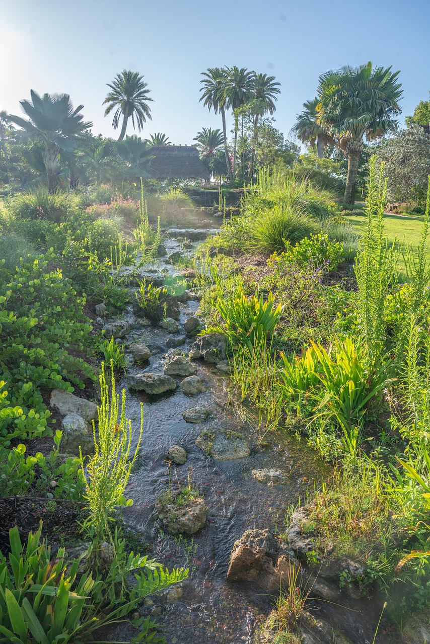 Stream Nature. Examples Stream Nature Plants - Free photo on Pixabay