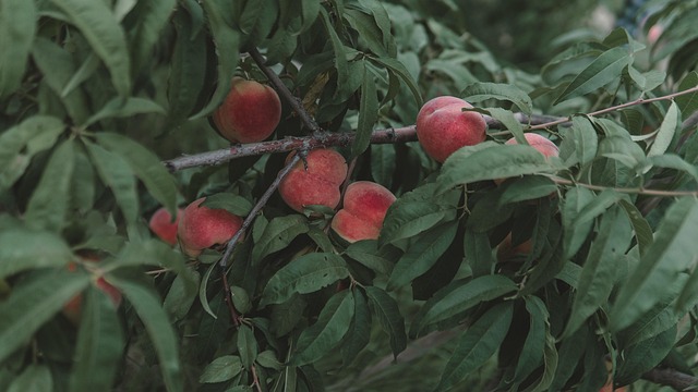 Free Peaches Fruits photo and picture