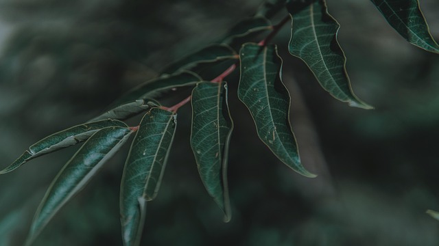 Free Leaves Foliage photo and picture