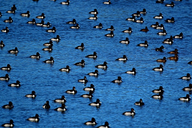 Free Ducks Birds photo and picture