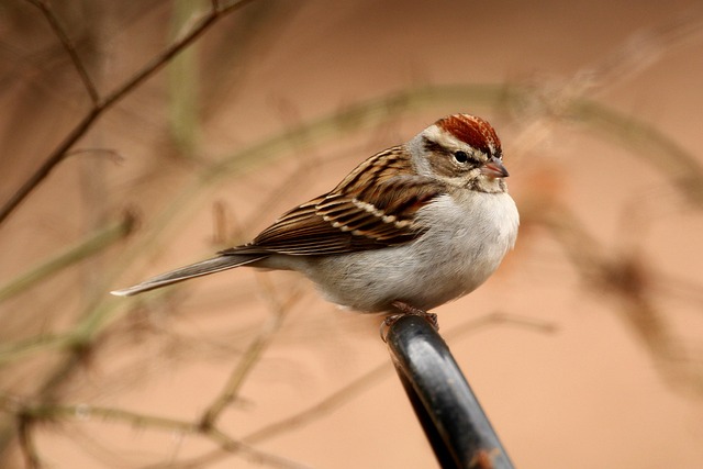 Free Sparrow Bird photo and picture