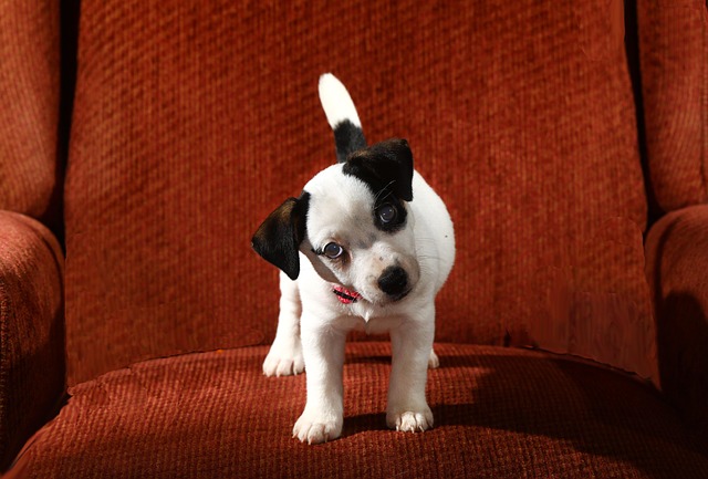Free Puppy Couch photo and picture