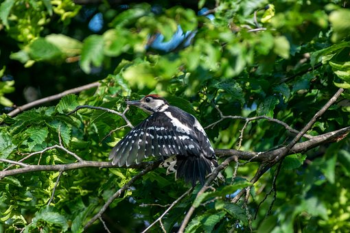 Free Great Spotted Woodpecker Bird photo and picture