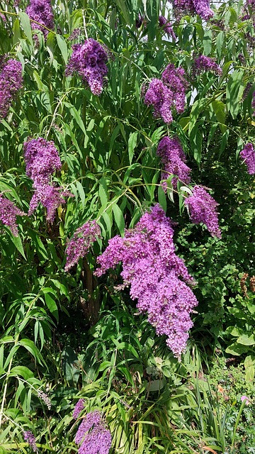 Free Lilac Flowers photo and picture