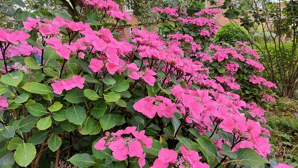 Free Hydrangeas Pink photo and picture