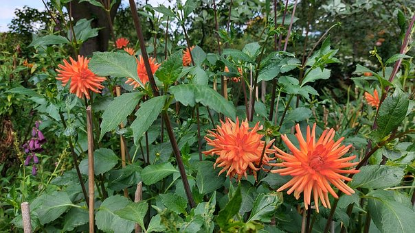 Free Dahlia Summer photo and picture