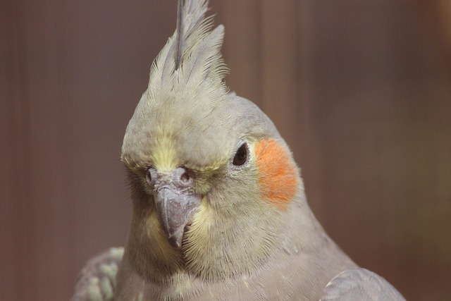 Nymphensittich, Vogel, Tier, Gefieder