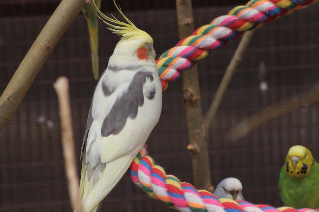 Nymphensittich, Sittich, Vogel
