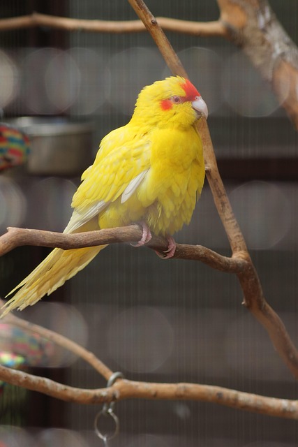 Ziegensittich, Sittich, Papagei, Vogel