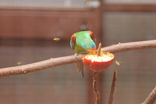Schwalbensittich, Sittich, Ziervogel