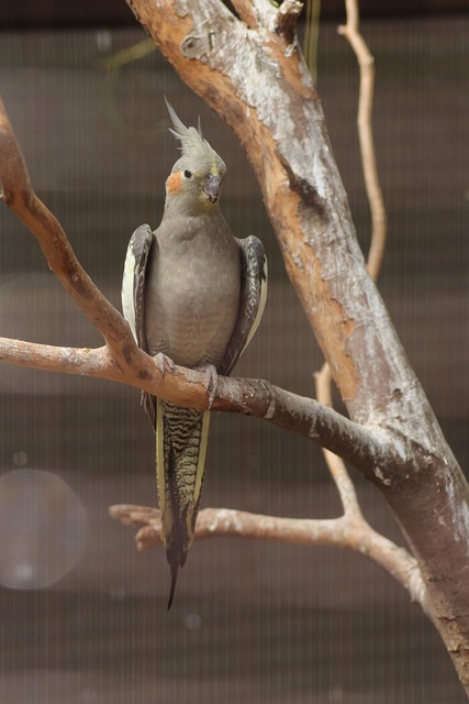 Nymphensittich, Vogel, Haustier