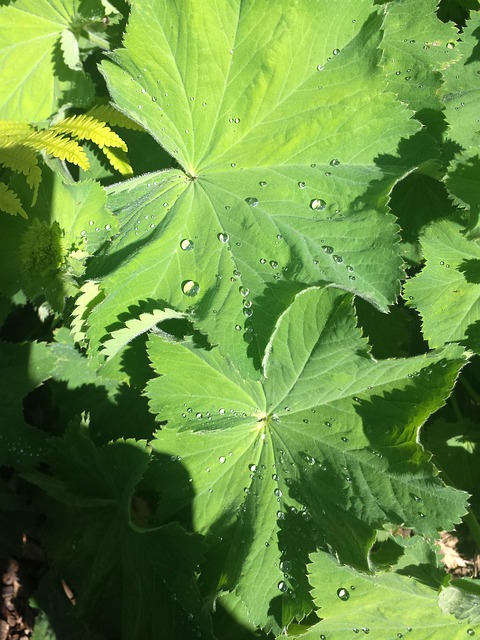 Free Leaf Parsely photo and picture
