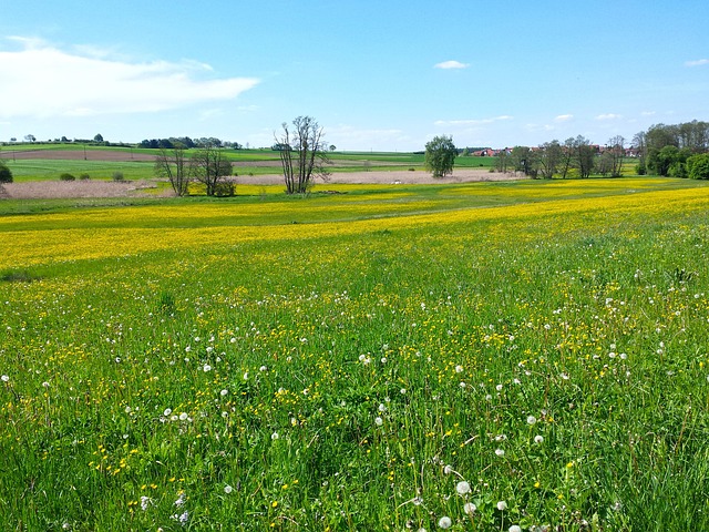 Free Meadow Summer photo and picture