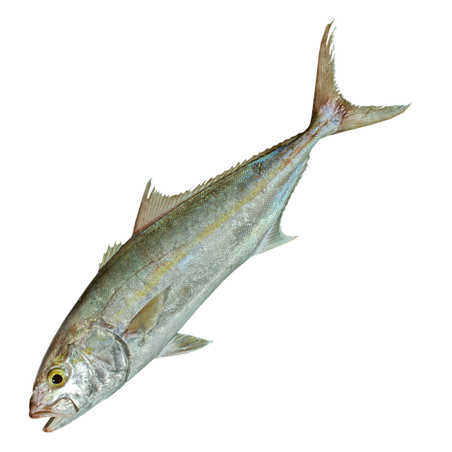 Free seriola dumerili greater amberjack allied kingfish illustration