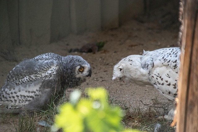 Free Owl Snowy Owl photo and picture