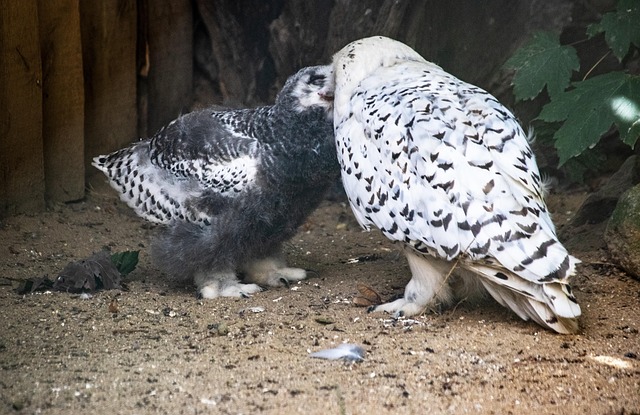 Free Owl Bird photo and picture